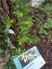 Polypodiaceae