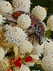 Trichostetha capensis hottentotta
