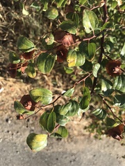 Paliurus spina-christi