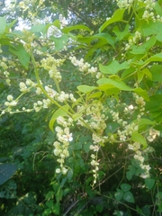 Antigonon flavescens