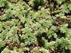 Azolla