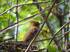 Pseudoseisura lophotes