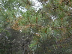 Pinus cembra