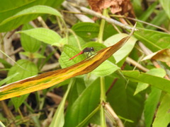 Orthetrum chrysis