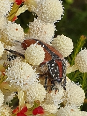 Trichostetha capensis hottentotta