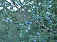 Juniperus scopulorum
