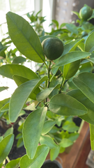 Citrus × aurantiifolia