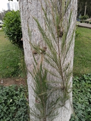Casuarina equisetifolia