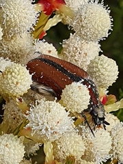 Trichostetha capensis hottentotta