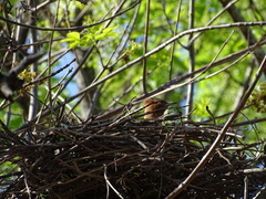 Pseudoseisura lophotes