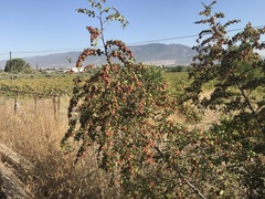 Paliurus spina-christi