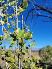 Fraxinus anomala