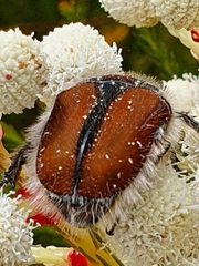 Trichostetha capensis hottentotta