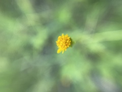 Bidens bipinnata