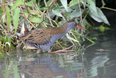 Rallus aquaticus