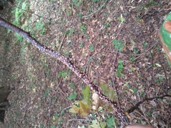 Nectria cinnabarina
