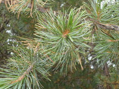 Pinus cembra