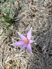 Colchicum
