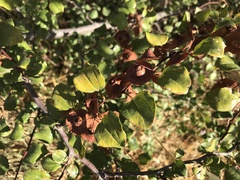 Paliurus spina-christi