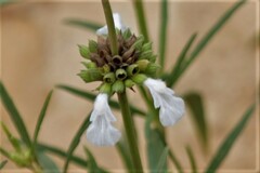 Leucas lavandulifolia