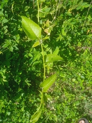 Antigonon flavescens