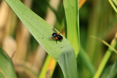 Mesembrina meridiana
