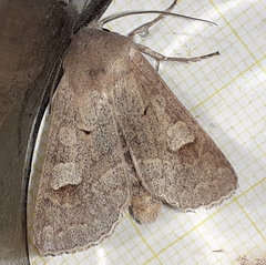 Ammoconia caecimacula