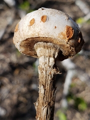 Battarreoides diguetii