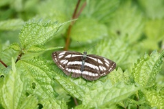 Neptis sappho intermedia