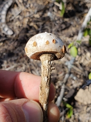 Battarreoides diguetii