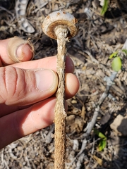 Battarreoides diguetii