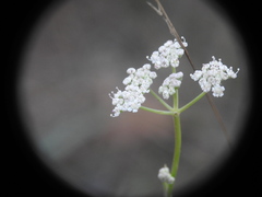 Seseli montanum