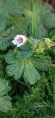 Geranium pyrenaicum