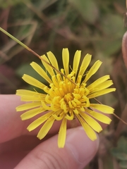 Taraxacum serotinum