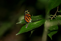 Melinaea lilis imitata