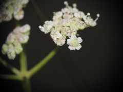 Seseli montanum