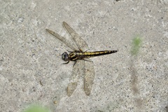 Orthetrum japonicum