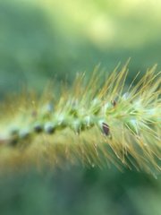 Setaria