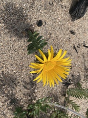 Berkheya barbata