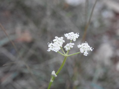 Seseli montanum