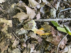 Hypomyces