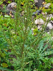 Artemisia biennis