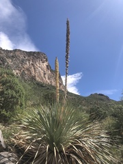 Dasylirion cedrosanum