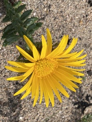 Berkheya barbata