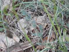 Seseli montanum