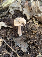 Lactarius quietus