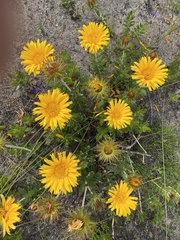 Berkheya barbata