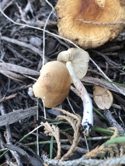 Rhodophana nitellina