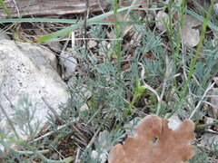 Seseli montanum