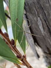 Argiope protensa